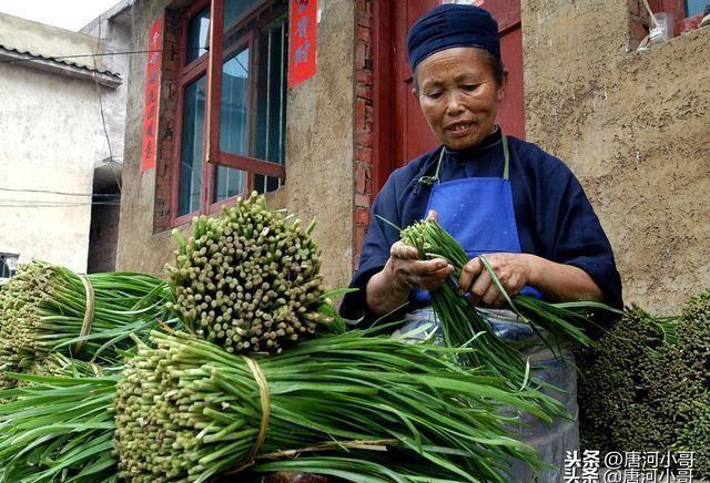  买韭菜时，挑宽叶还是细叶，原来就这么大区别，以后不再瞎买了