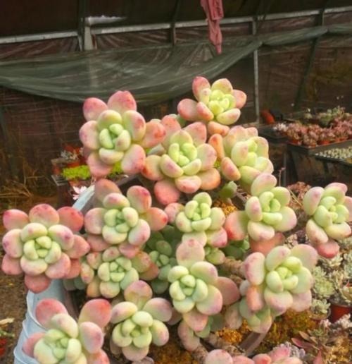 家里养多肉劳尔,了解掌握3个要点,上色美长满盆,变成香香老桩