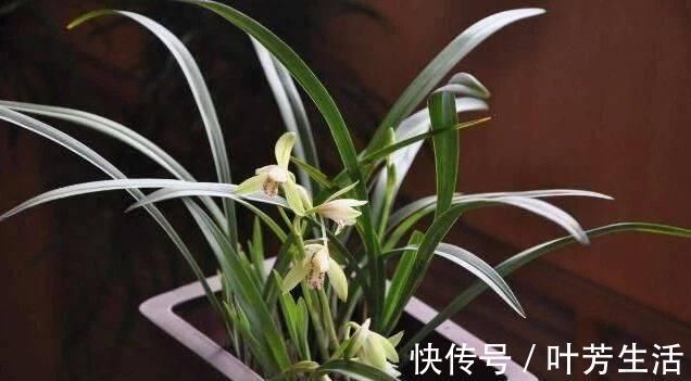 根系|花盆里埋点“它”,不烂根,不黄叶,杀菌消毒还透气,根壮花还旺