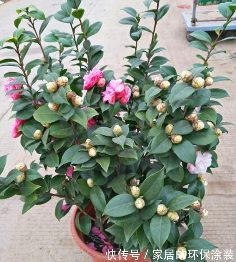 十月不知养啥花?看看这六种,好养又漂亮,可以放心入手