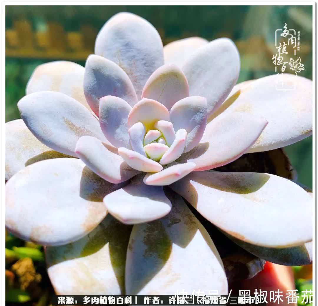 尖尖|养多肉两年,美丽与赏心悦目并存!