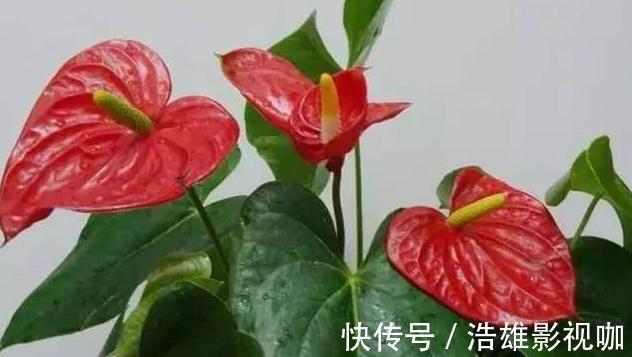 施肥|这些“老话”通俗易懂,能叫养花人少走弯路