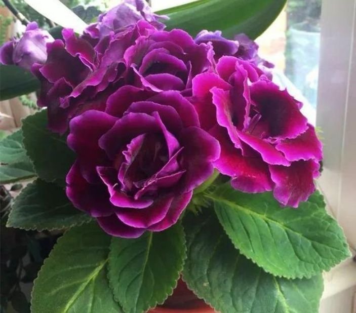 适合夏季养的花,好活易爆盆,花姿妖娆,花色迷人