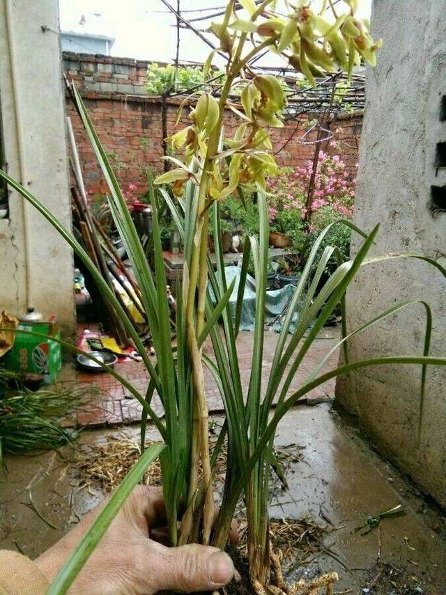  兰花|盛花期的兰花能下山吗，盛花期的兰花下山后怎么养护保存活