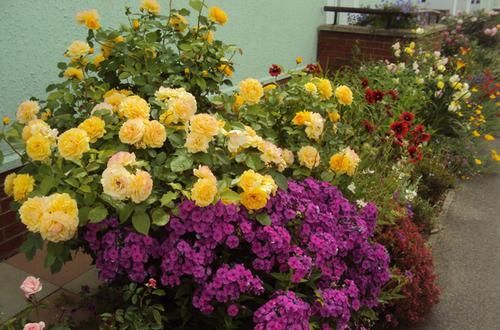  季节|3种花堪称“居家必备”，多季节开花，花大香浓，盆栽地栽皆适宜