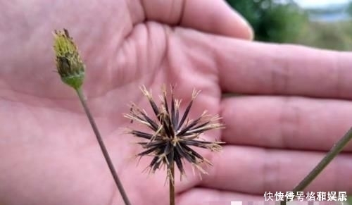 因果實原因,常被拔掉,殊不知此為“鬼見愁”,極為珍貴