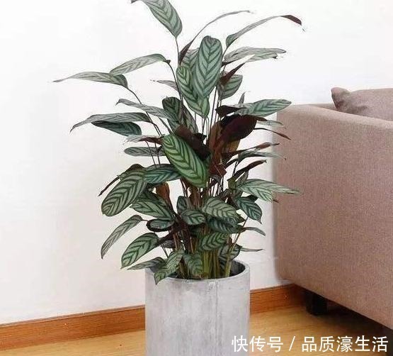 植物|植物生长离不开太阳这4款“耐阴花”怕晒，室内盆栽长势猛！