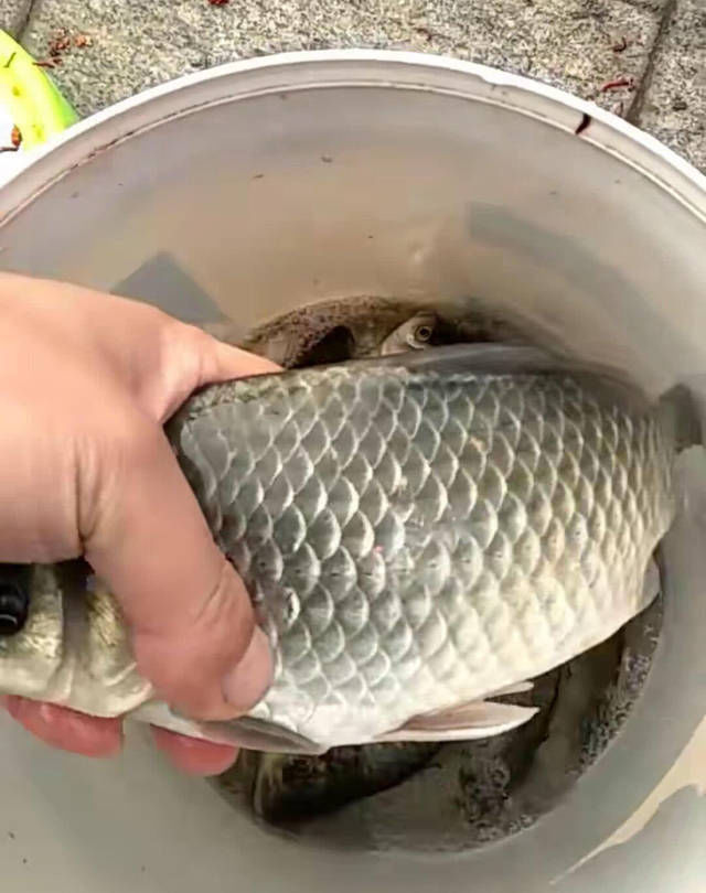 城里的钓鱼人有多疯狂,桥上排水孔里钓鱼,最多一天钓5斤