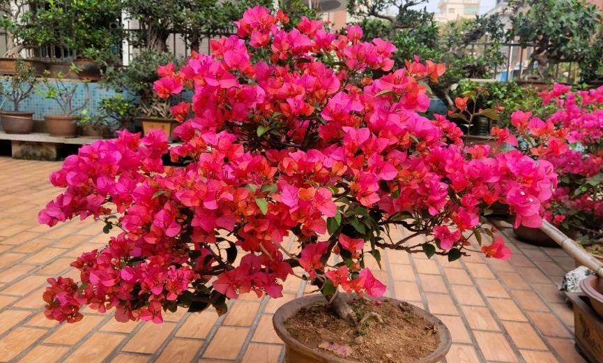 园土|总结养花“十大问题”,只要学会,你就是养花大神