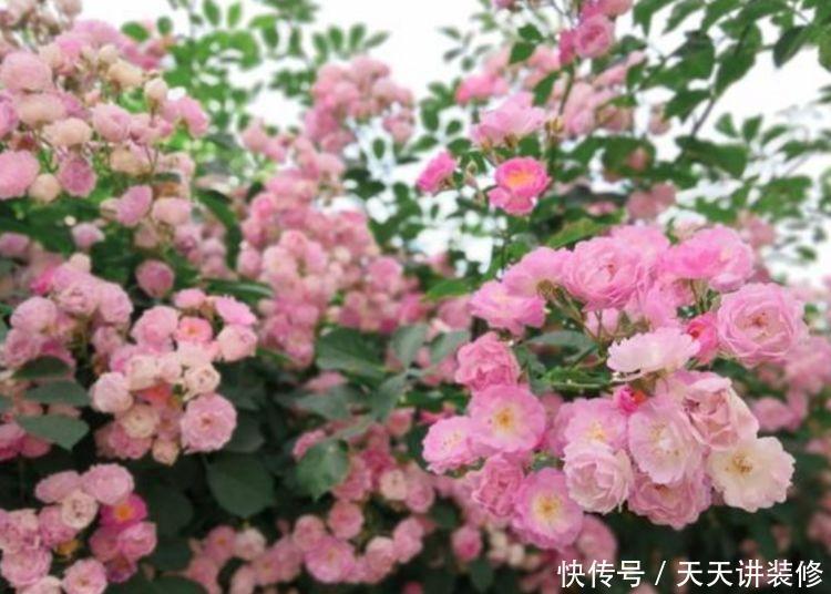 四季海棠|4种花，堪称“开花机器”，花期长、花量大，美不胜收，人见人爱