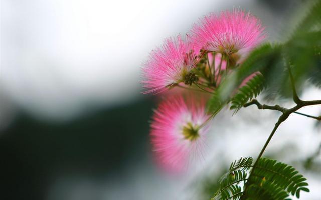 合欢花|这味中药不仅是失眠的圣药,还是一味唯美的中药
