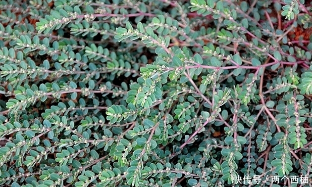 家乡|这个野草,如生在您的家乡,请善待,它真的很珍贵