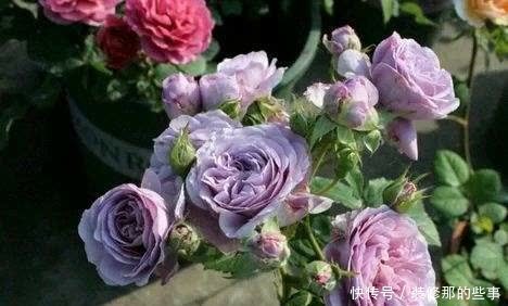 新手养月季常犯了5个错误,及时避免少走弯路,开出层叠群花!