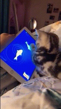 |搞笑GIF:这样的包饺机你没见过吧,包出来饺子非常匀称漂亮美观