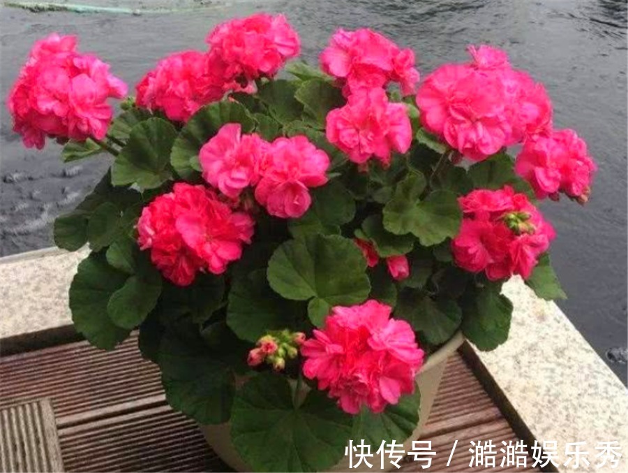 夏难|天竺葵怕热度夏难?现在做好5件事,不黑腐根系壮,下波开爆盆