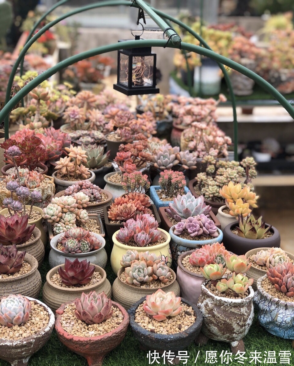 生活中的5种垃圾，都是养多肉的“宝贝”，能做花盆、能做土壤