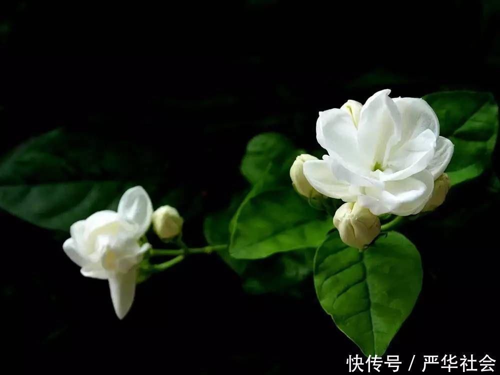 旺期|养茉莉花,记住这几点,让其枝繁叶茂,花开一茬接一茬