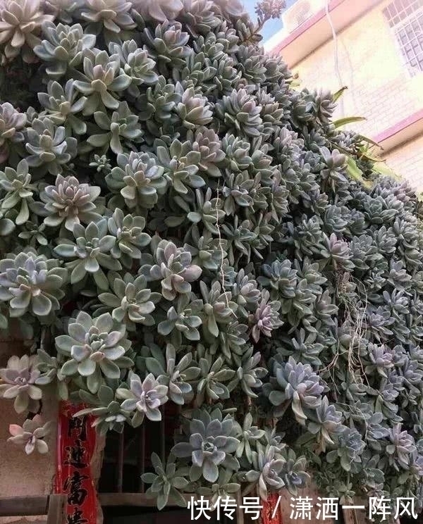 邻居|她把多肉种在阳台,一直长到楼下,天天被邻居投诉!