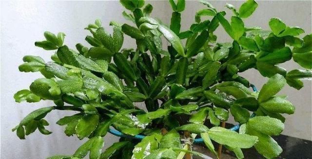 大水|蟹爪兰,7、8月要“静养”,3件事别做,不然叶子薄又红