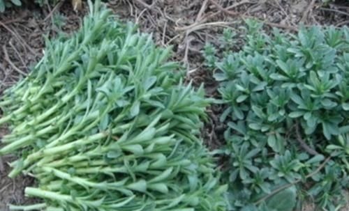 救心菜|农地里被忽视的这种野菜,或是高血压“克星”,建议:不妨多吃点