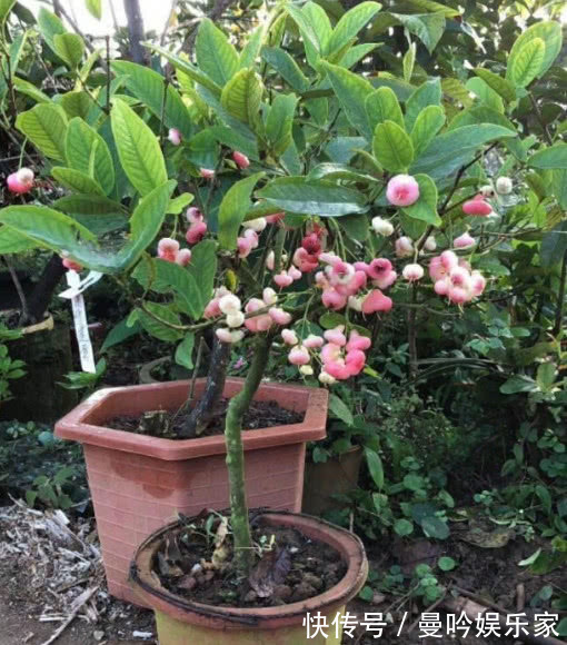 在家种莲雾,漂亮又好吃,红彤彤的果实,美味可口挂满树,真值!