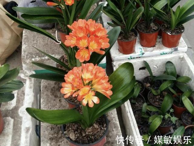 山东大叔养花,什么“肥料”也不施,就浇“1种液体”,长得好!