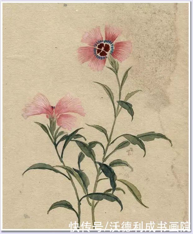 画菊|没骨百花图欣赏，美到骨子里