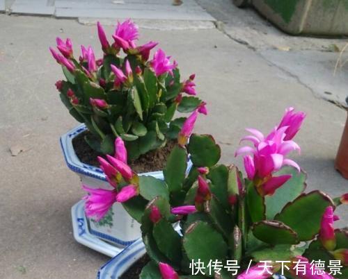秋凉|蟹爪兰度夏如渡劫，日常盆栽做好此3点，秋凉才能呼呼窜花苞