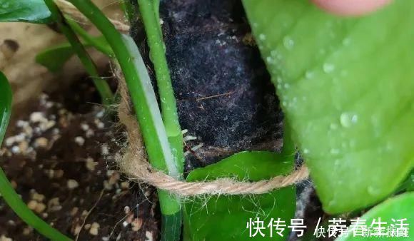 枝条|茉莉花扦插有机关，砍这一段枝条，插土里3天就活