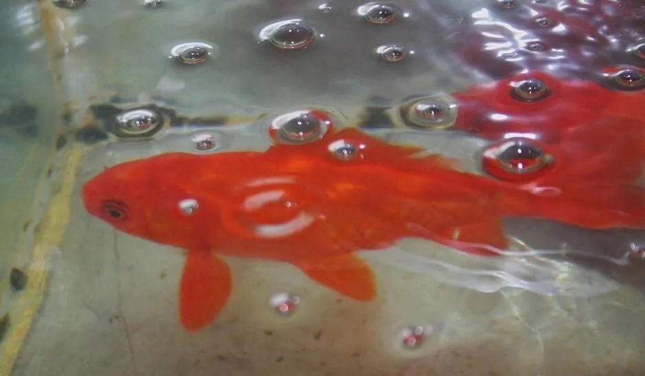 钓鱼|陌生水域找鱼的4个“独门绝技”,让你鱼口不停!钓鱼人一般都不想告诉别人!