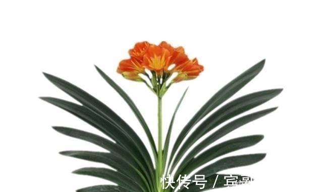 永不过时的四种花，家里养一盆，沾土就活，开花漂亮花期长！