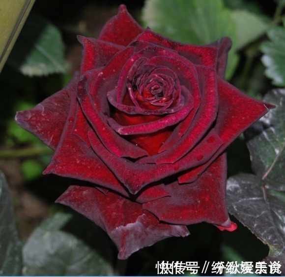 红双喜红双喜|10个最奇葩的月季品种，你可能一个都没见过！