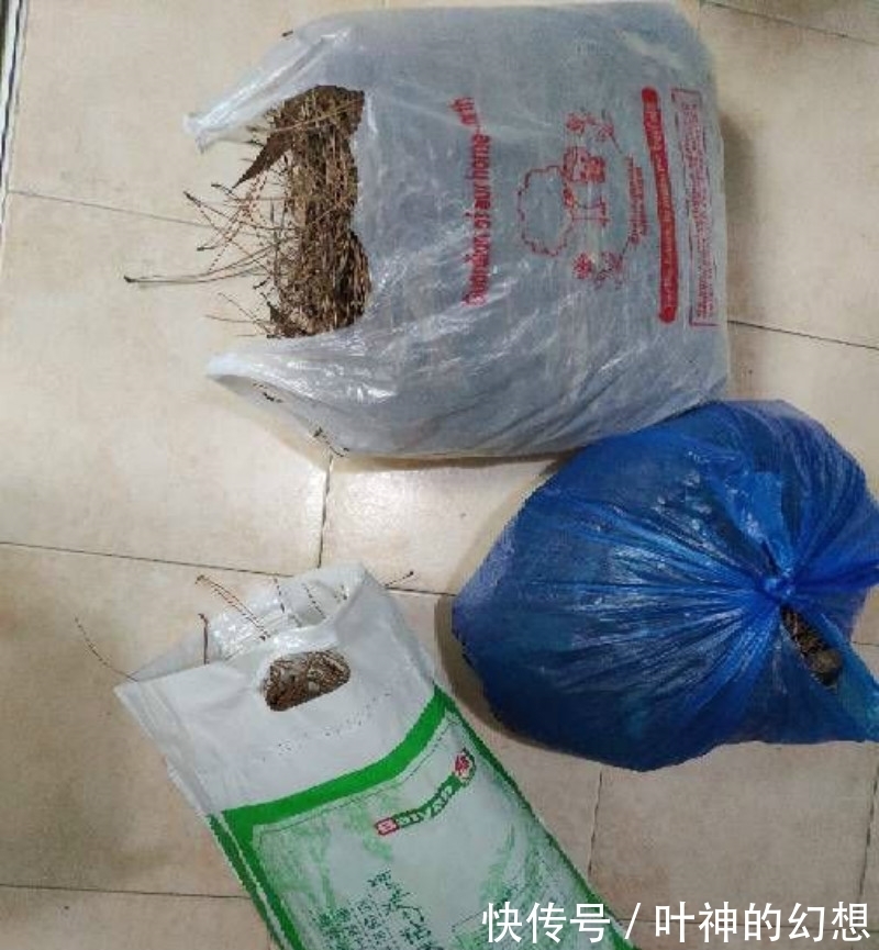 路边捡点松针,有这3大好处,养啥啥都旺