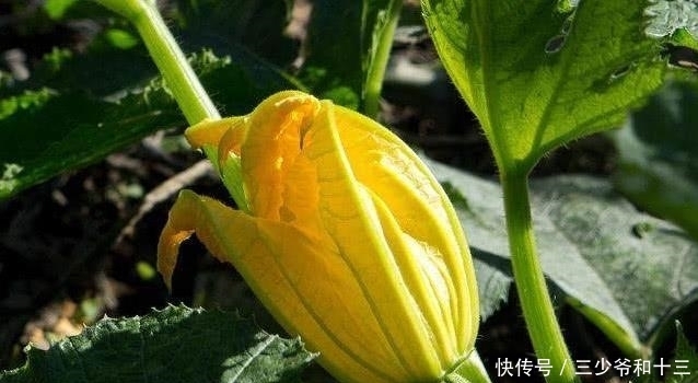 南瓜花作為蔬菜的花 還有這3種功效呢 中國熱點