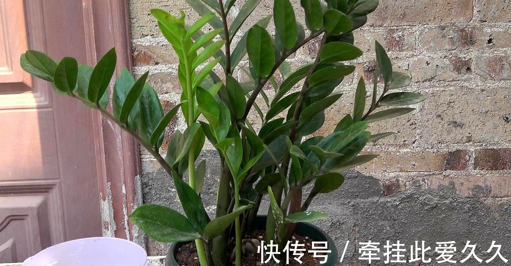 冬季养金钱树,枝条褶皱发软!教你这样做!叶片肥厚有光泽!