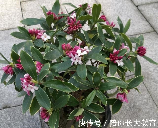 年后逛花市，这2种花请不要错过，否则要再等9个月！