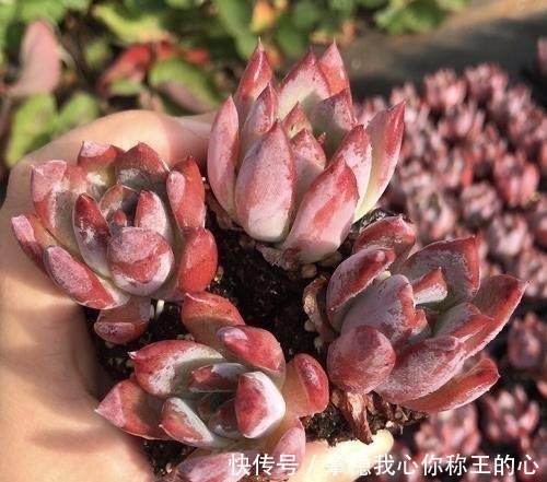 大明星|5种多肉名字太洋气,听起来就像大明星,养在家里“倍儿有面”!