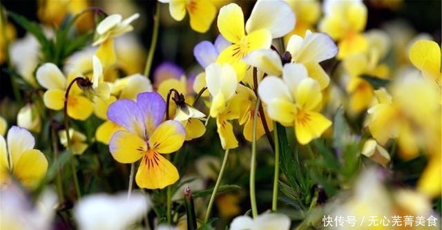 桔梗|这4种花,漂亮好养、耐寒花期长,能做美食能入药,营养健康