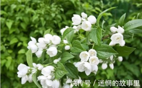 花卉|养花就用一种果皮,直接扔盆里,新芽蹭蹭冒,四季不黄叶