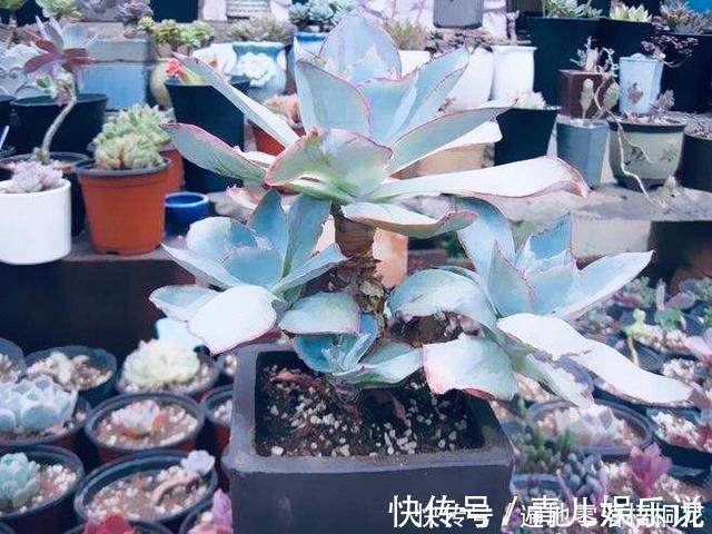 意境|10款意境深远的蓝色系多肉!养成老桩美呆了!越养越爱!