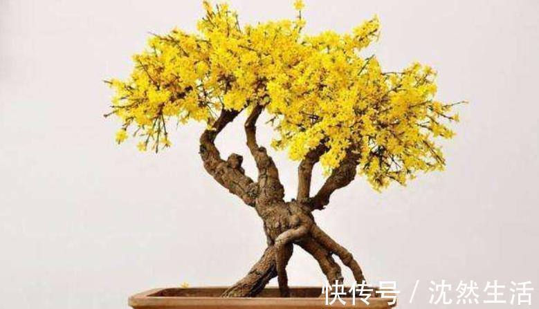 耐寒|5种花冬天再冷也不怕,年前搬进室内,过年就开花,喜庆又漂亮!