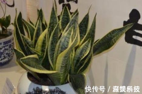 植物|如果有人送你3种花,不要养在家中,是我就直接断交