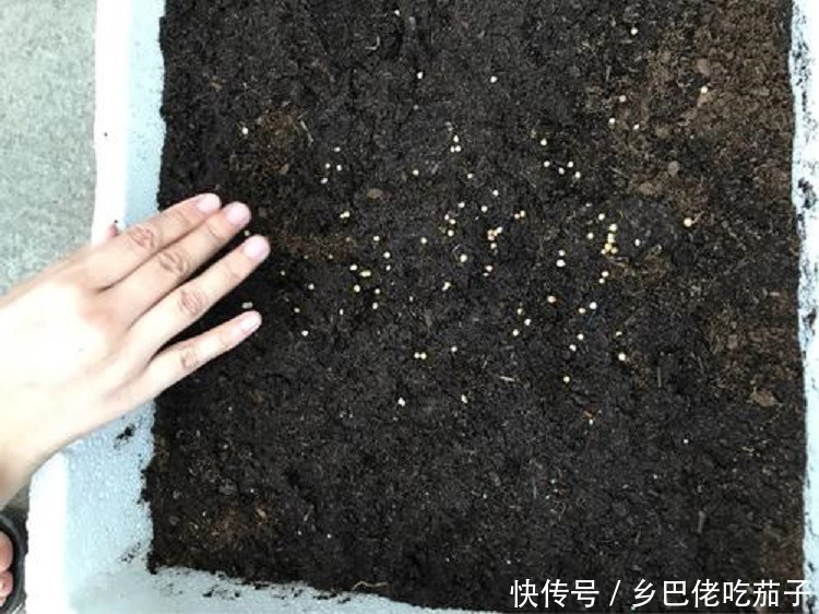 种香菜种子这么处理?用上这3招发芽快 苗旺还长得快