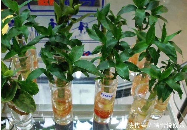 水插富贵竹时,加点这玩意,生根快,叶子一直绿油油!