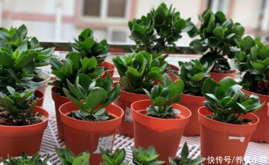 烂根|夏天养长寿花,做到“3少1多”,植株长势旺,避免出现烂根