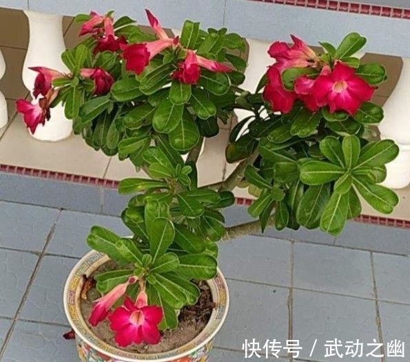 懒人养花,首选沙漠玫瑰盆栽,耐旱好养,开花美!