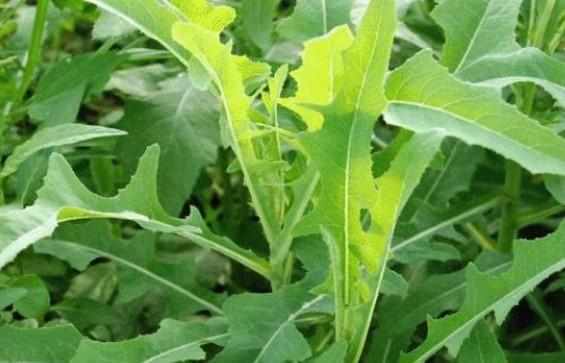 大山珍|農村不起眼的9大山珍，認識4個以上，說明你是真正的農村人！