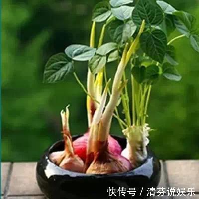 胡萝卜头|5种蔬菜吃完根别扔,丢水里就疯长,7天养成花,比绿萝还要美