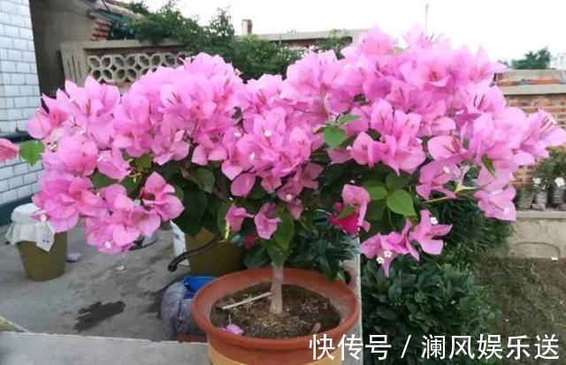 三角梅开花少,用点“小手段”,勤花懒花都开爆,四季不间断