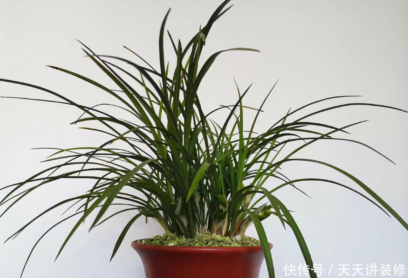 光照|家中的兰花盆栽多年不开花,究其原因,不过是这3点没做好罢了